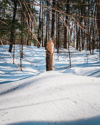 Trees on snow covered field