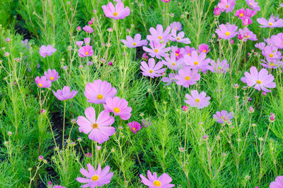 High angle view of cosmos flowers blooming on field