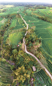 High angle view of agricultural field