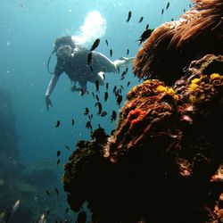 Fish swimming in sea