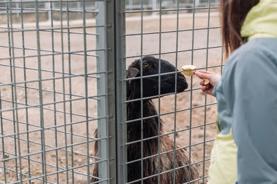 A girl feeds a brown sheep with apples through a net in a cage. the mammal is in the zoo.