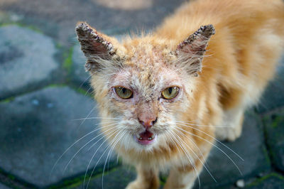 Close-up portrait of a cat