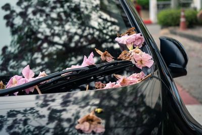 Close-up of pink flowers on car bonnet