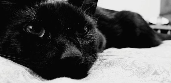 Close-up of cat resting on bed