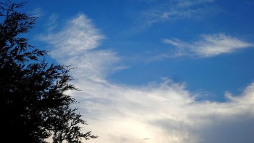 Low angle view of trees against blue sky