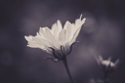 Close-up of flower against blurred background