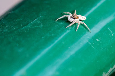 Close-up of spider on leaf