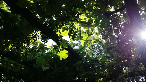 Low angle view of tree