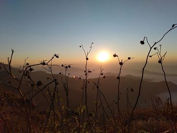 Silhouette plants on field against sky during sunset