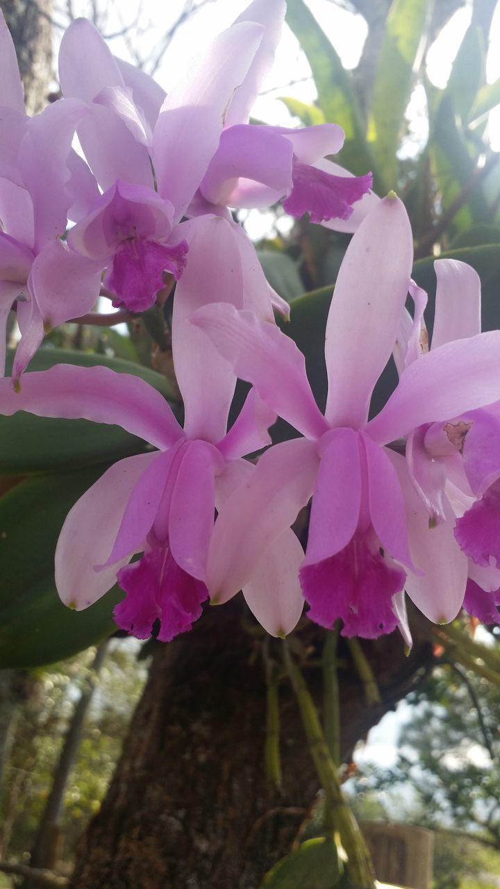 CLOSE-UP OF FRESH PINK FLOWERING PLANT