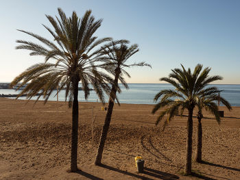 Palm trees on beach against clear sky