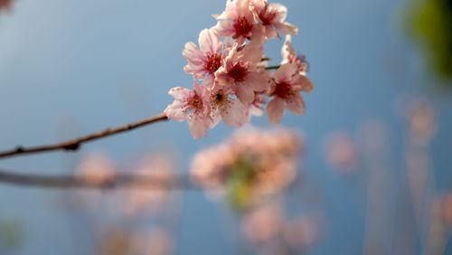 Close-up of white cherry blossom