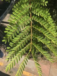 Close-up of fresh green leaf