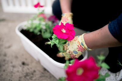 Gardener plants colorful flower with protective gloves in garden soil.
