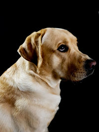 Close-up of dog over black background