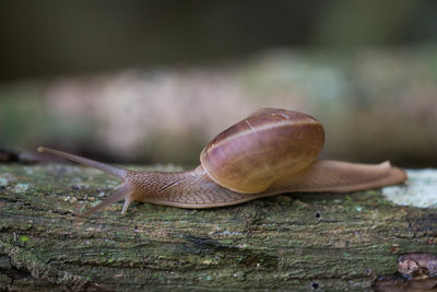 Close-up of snail on wood