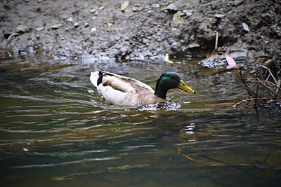 Close-up of duck swimming in lake