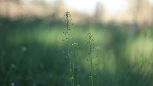 Close-up of wet grass on field