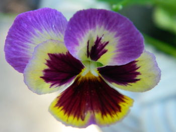 Close-up of purple flower