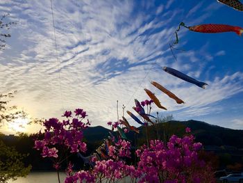 Low angle view of pink flowering plants against sky