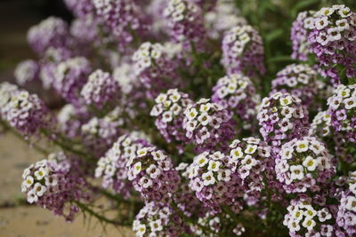 Close-up of purple flowers