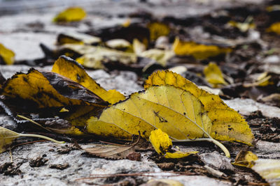 Close-up of yellow maple leaves on land