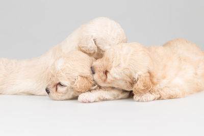 High angle view of puppies sleeping on white background