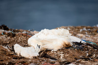 Close-up of bird on field