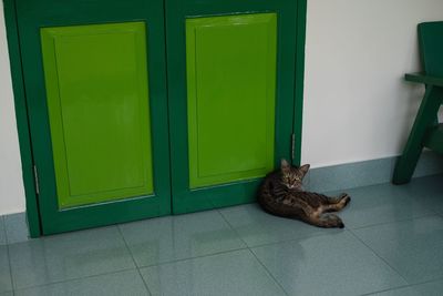 Cat sitting on floor