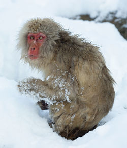 Monkey in a snow