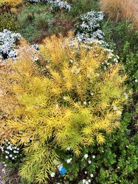 High angle view of yellow flowers on field