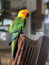 Close-up of parrot perching on wood