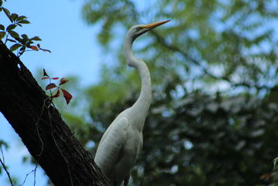 Low angle view of crane perching on tree