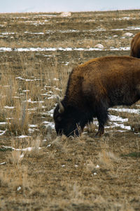 Close-up of pig on field