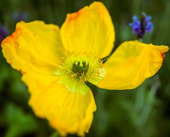 Close-up of bee on yellow flower