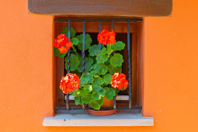 Potted plant against yellow wall