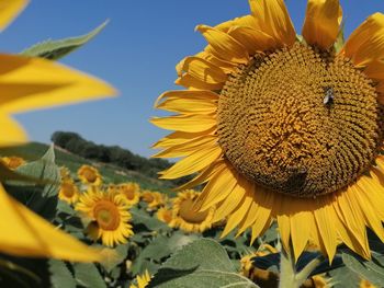 Close-up of sunflower against sky