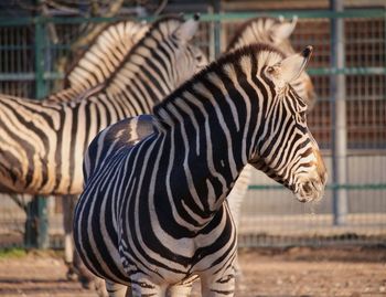 Zebras in a zoo