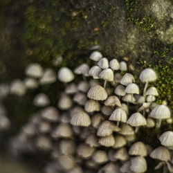 Close-up of mushrooms growing on tree