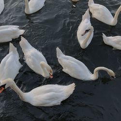 High angle view of swans swimming in lake