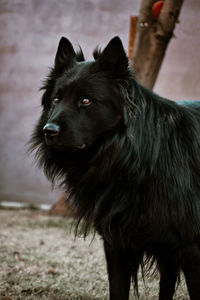 Belgium shepherd - groendael staring and standing quiet