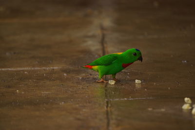 Close-up of parrot