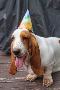 Close-up of dog with party hat