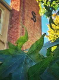Low angle view of plant leaves against building