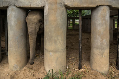 Elephant amidst columns at zoo