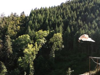 Scenic view of forest against sky
