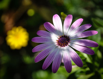 Close-up of purple flowers blooming outdoors