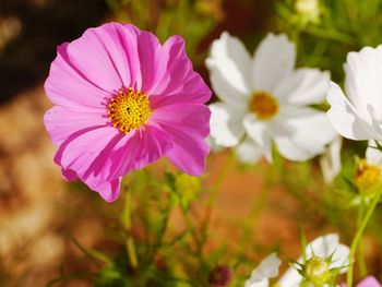 Close-up of pink cosmos flowers on field