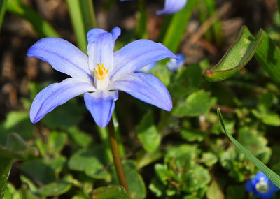 Close-up of purple flowers