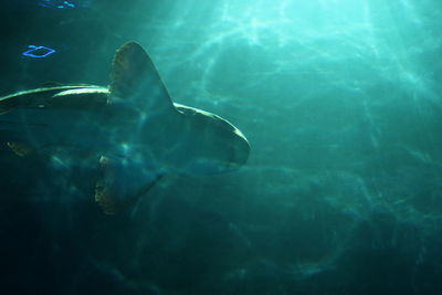 Close-up of fish swimming in sea